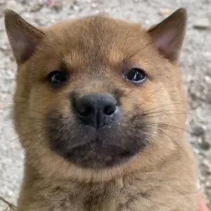 alergicosAltrabajo logo